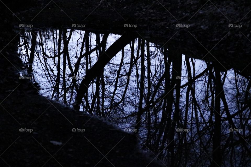 Reflection of forest trees in the dark woods at night.