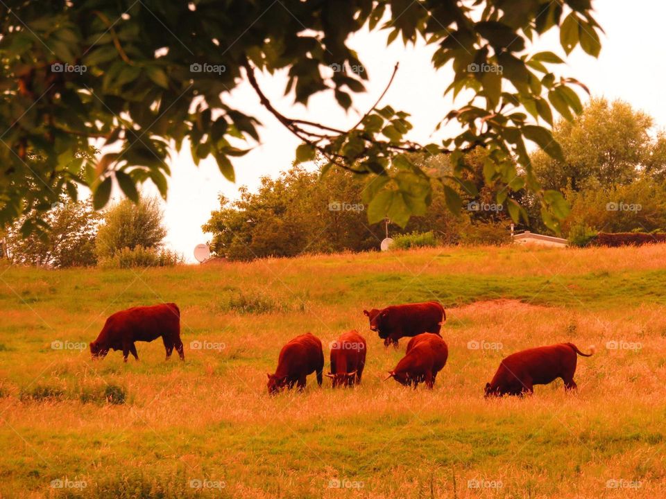 grazing peacefully