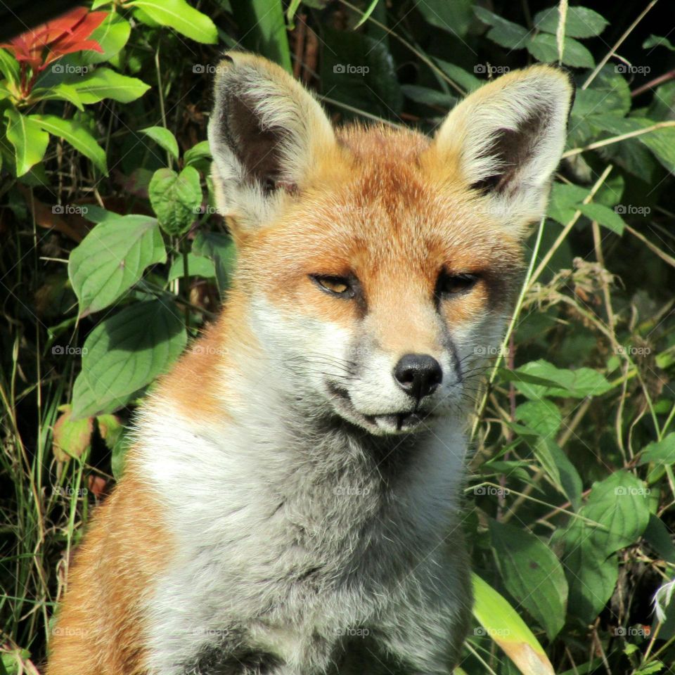 A very dusty-looking fox looking like perhaps he has rolled in mud and looks full of character and charm and been through the wars 🦊