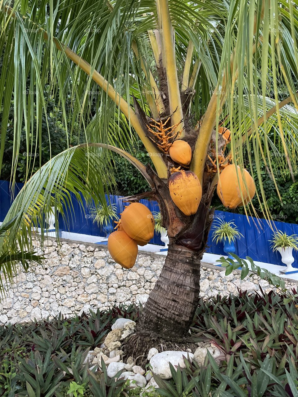 Dwarf coconut tree with fruits