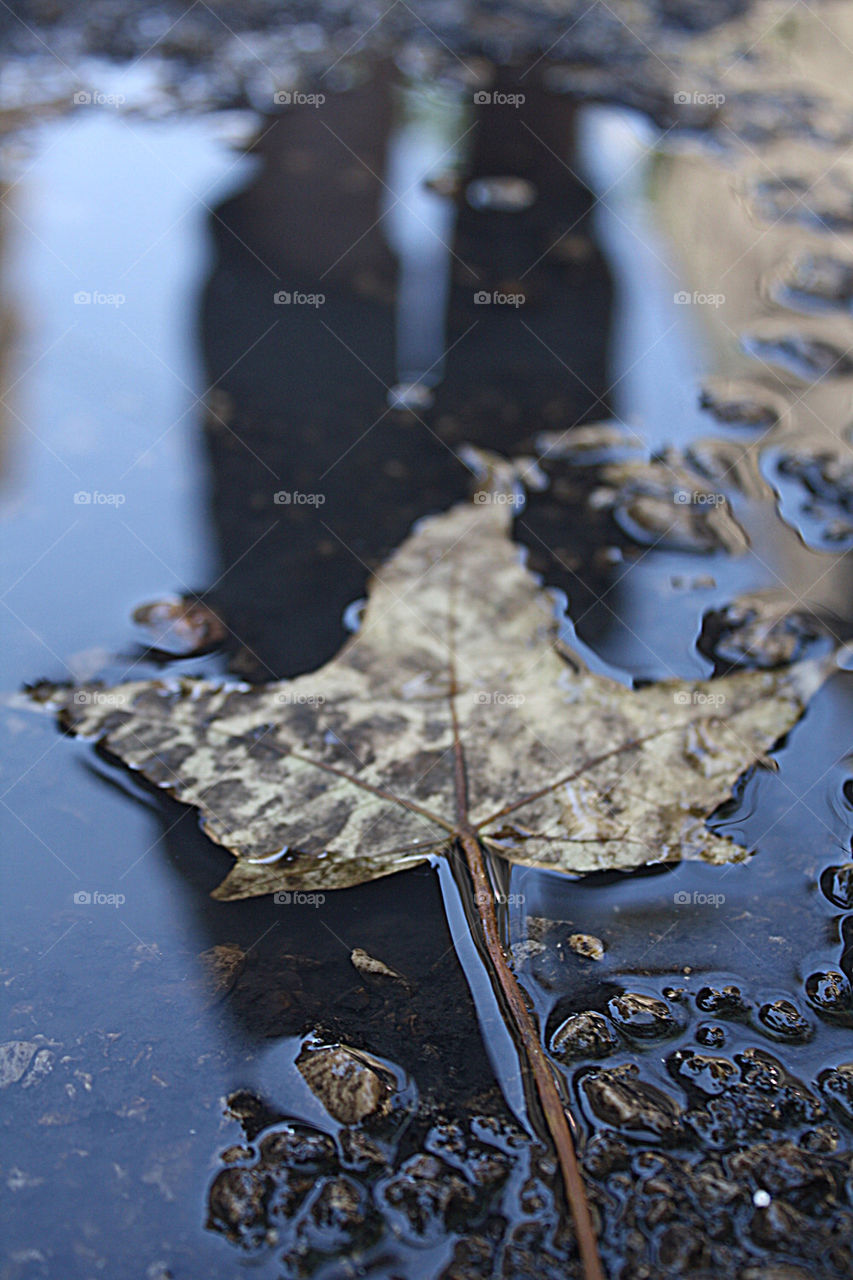nature water leaf fall by mayak