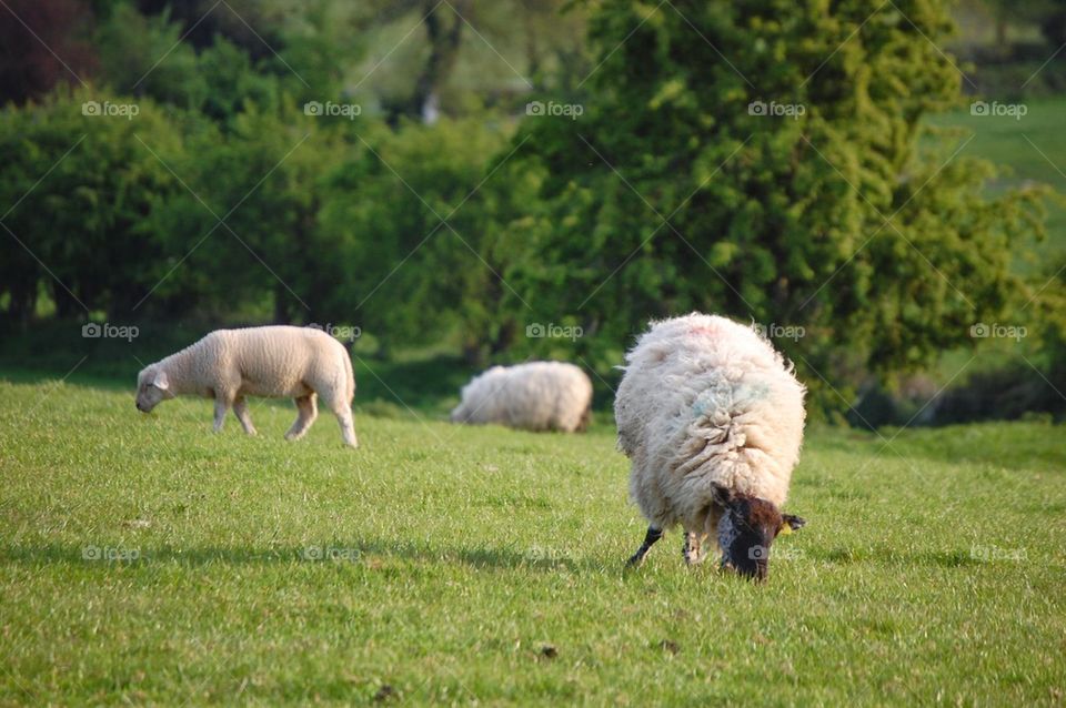 irish sheep