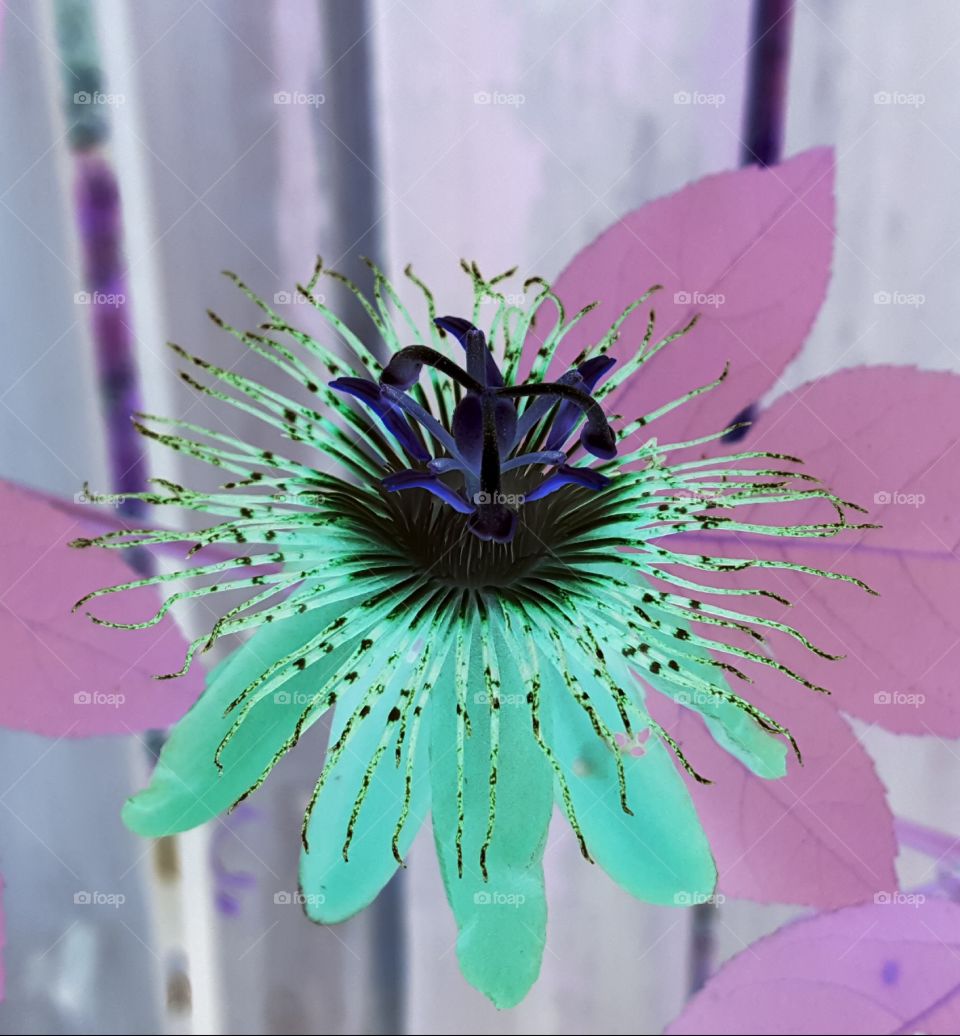 passion flower negative