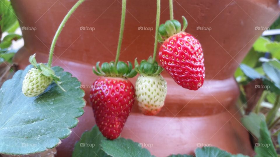 Growing strawberries