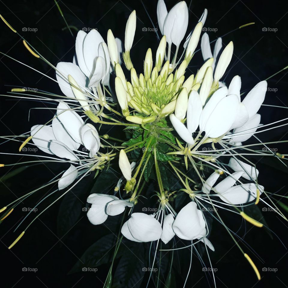 Celosia Plumosa Type.

Photo was taken on September 2019 from the Celosia Flower Garden, Bandungan, Semarang, Indonesia.