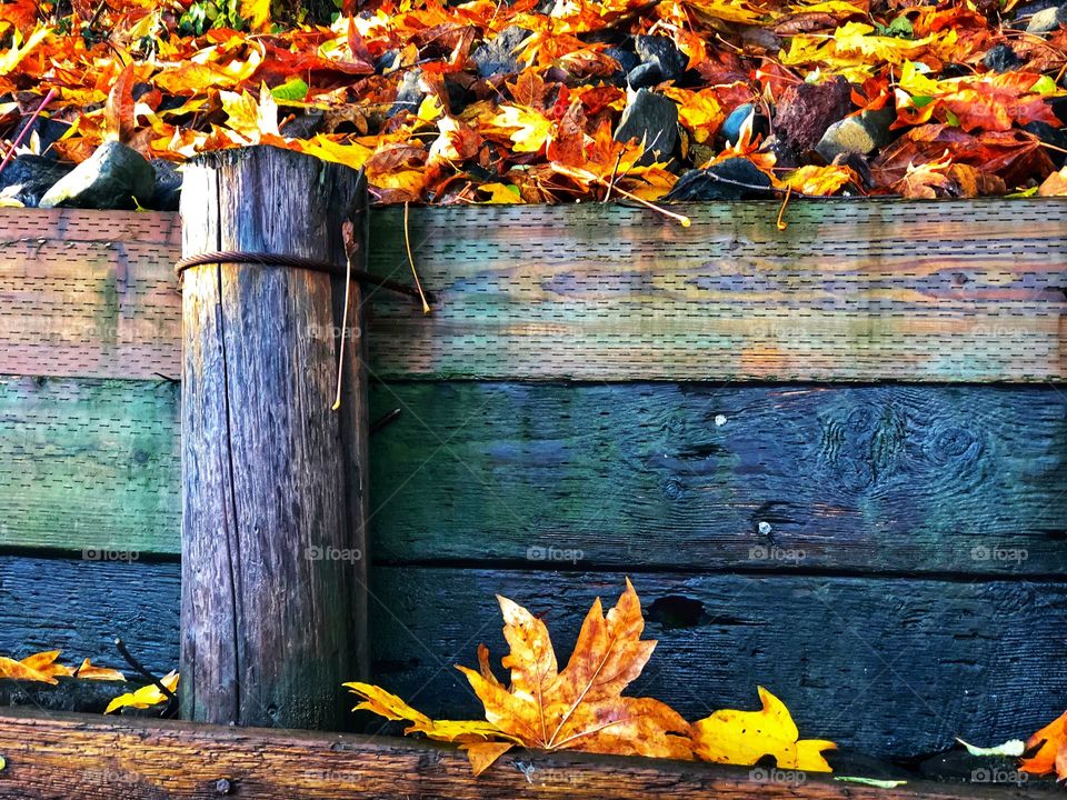 Foap Mission Color Love! Natural Fall Leaves Against a Colorful Retaining Wall on an Island in Puget Sound!