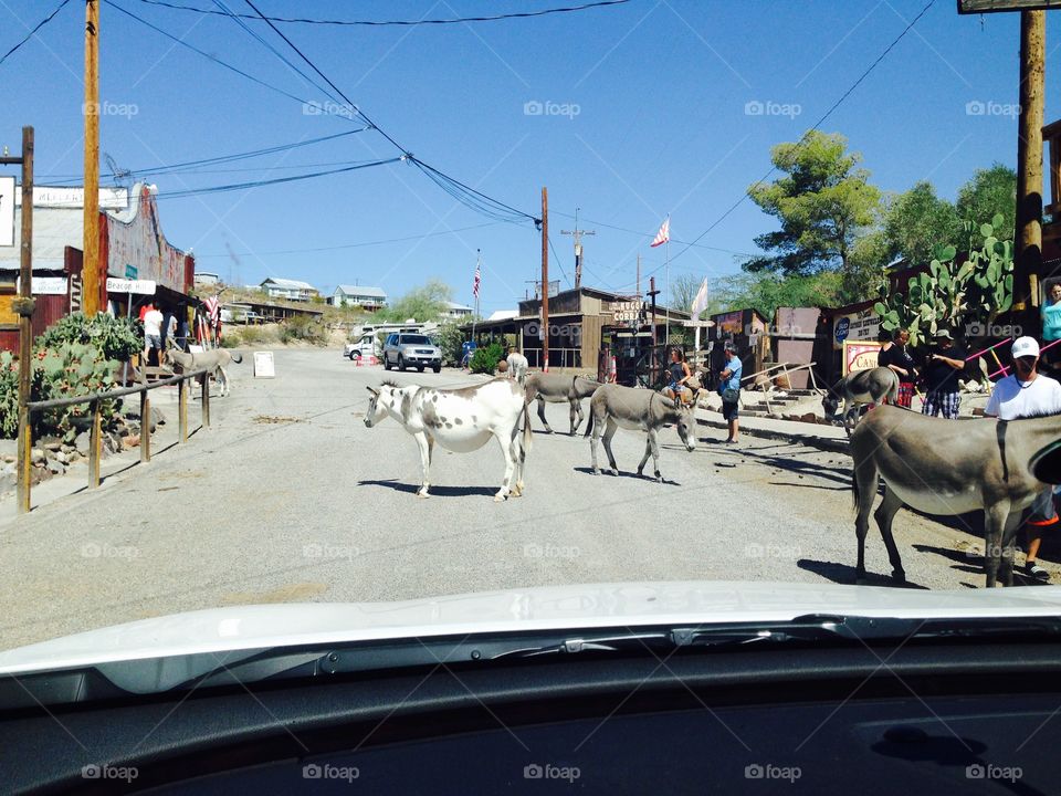 Burros on the street at Oatman town,Arizona