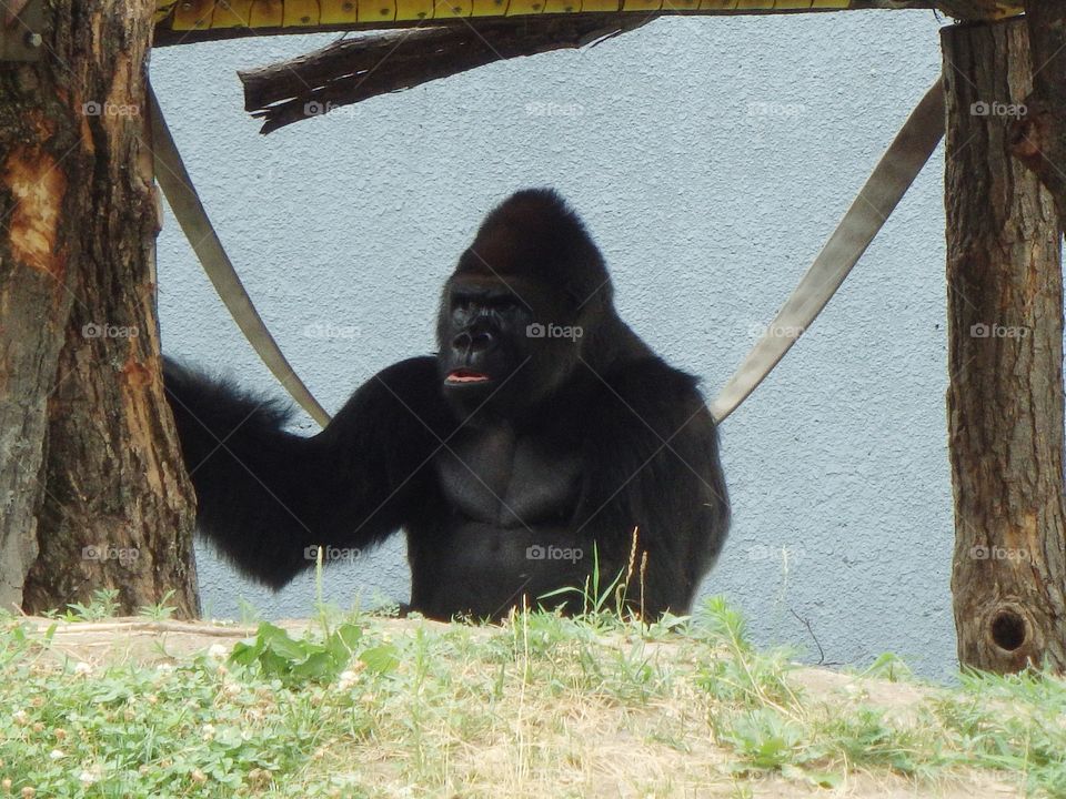 Gorilla