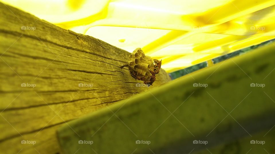 wasp nest