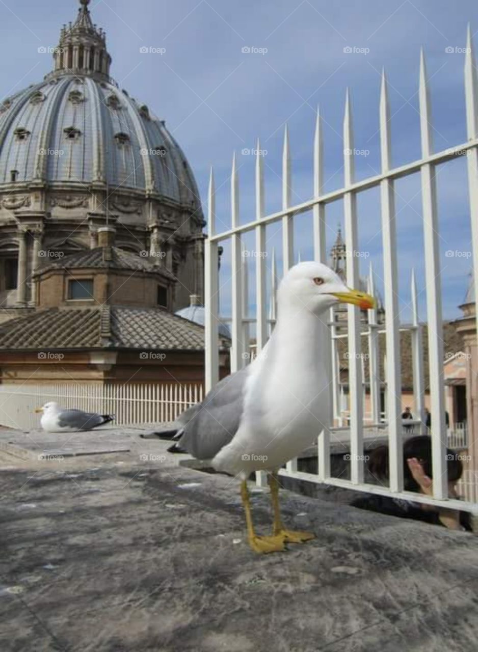 priest bird