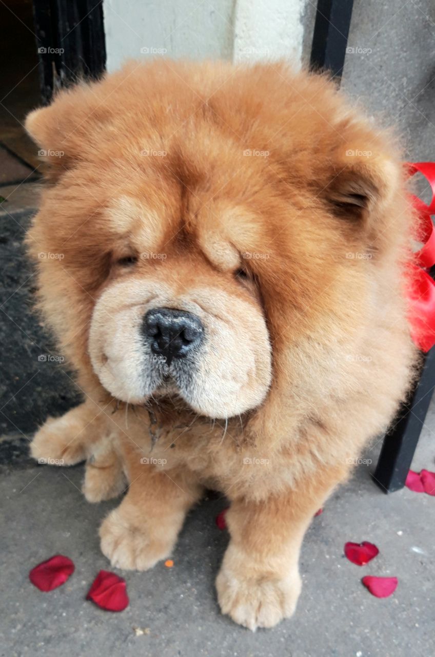 Boule de poils sur les trottoirs de Paris