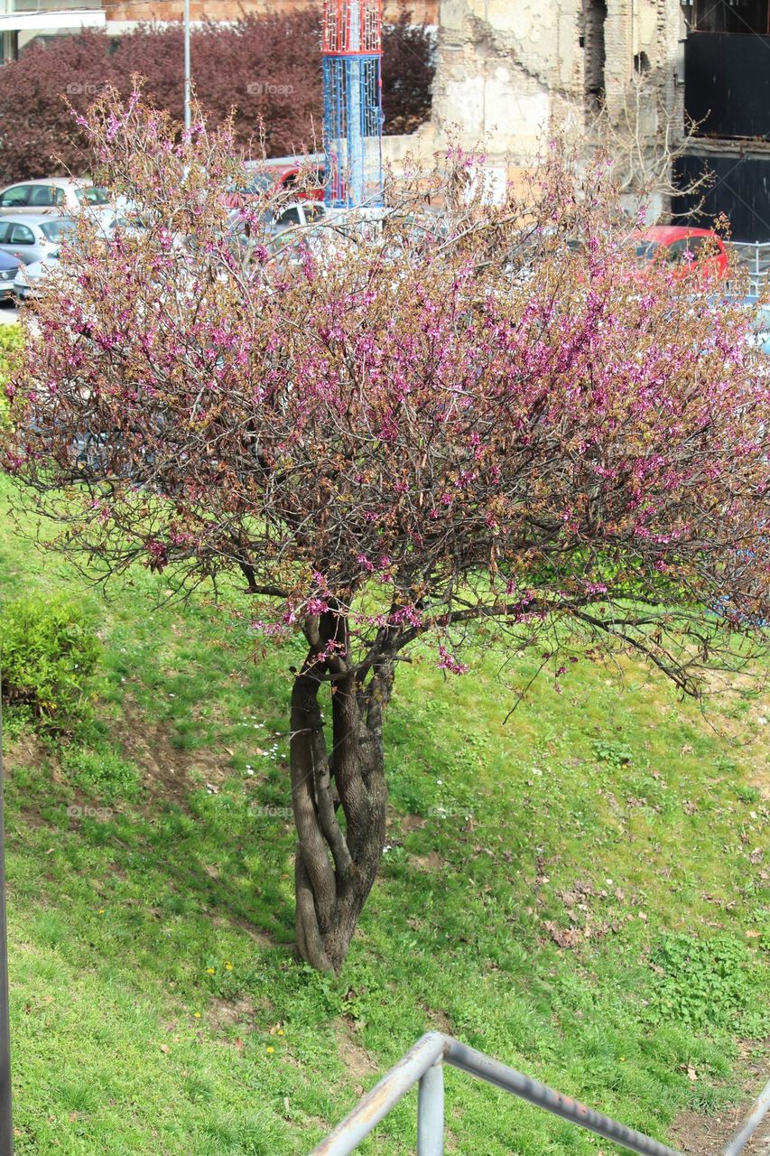 spring blooming tree