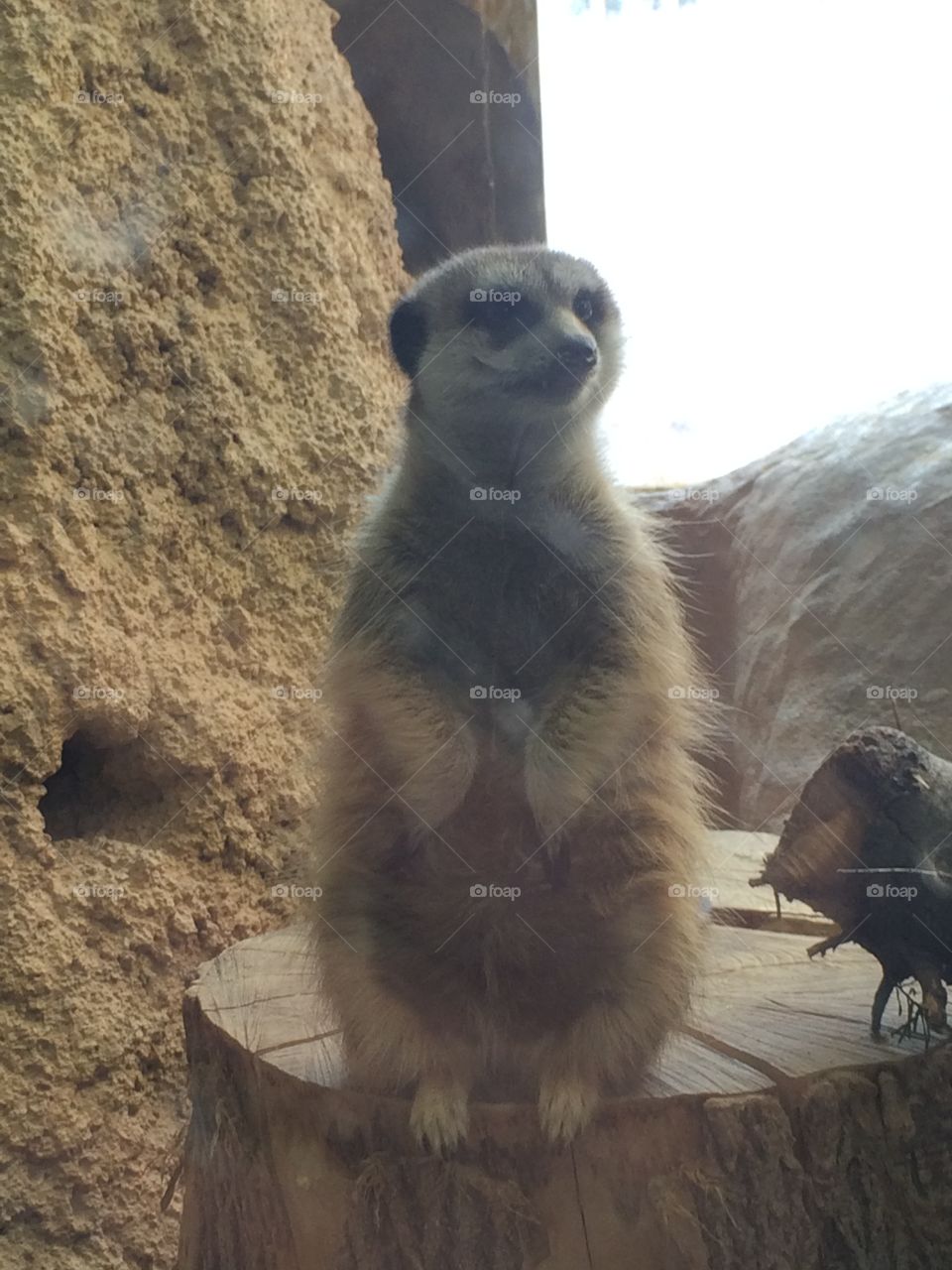 Fat meerkat at zoo. 