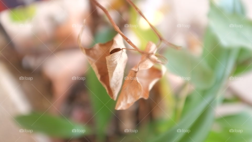 Not cold, not hot, the weather is nice, the leaves are colorful and begin to wilt over time.