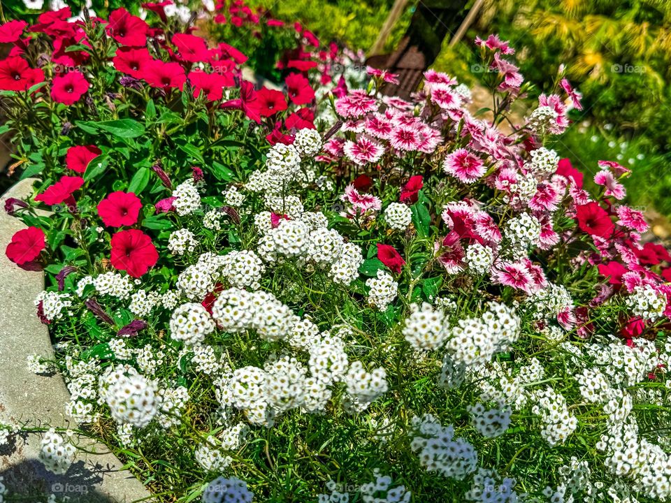 Beautiful flowers