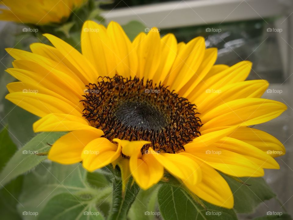 A beautiful and proud sunflower. A close photo to allow some details, but without uncovering all the secrets.