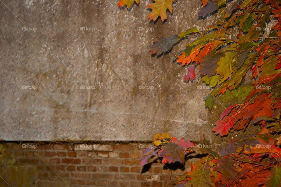 autumn wall, graffiti