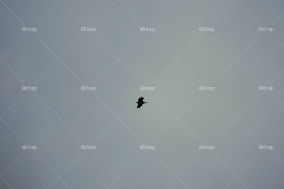 Large bird, probably Great Blue Heron, in flight on a cloudy day