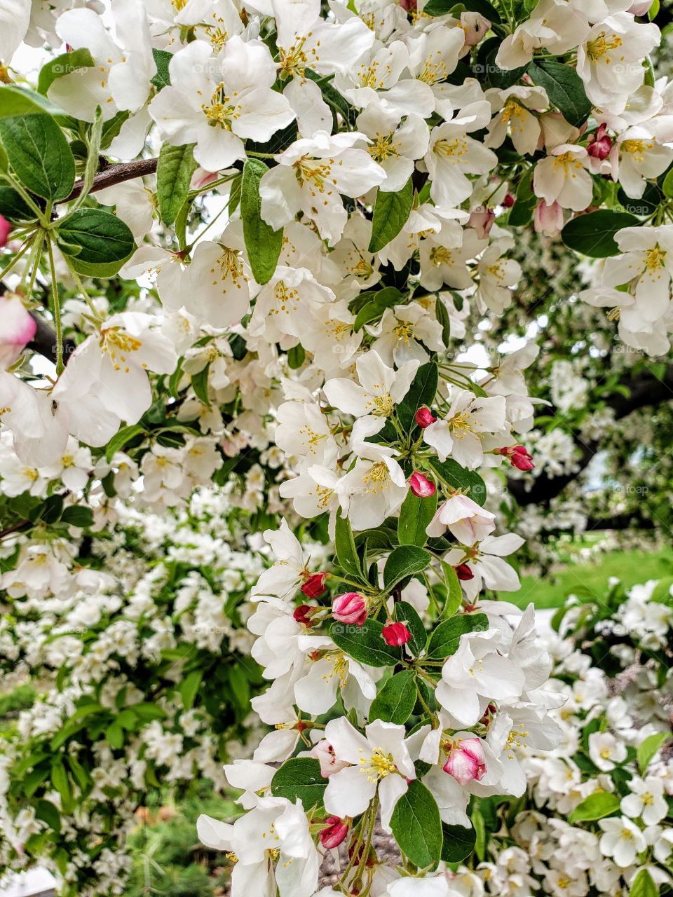pink and white blossoms