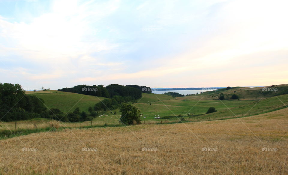 Skåne landscape in the summer evening.