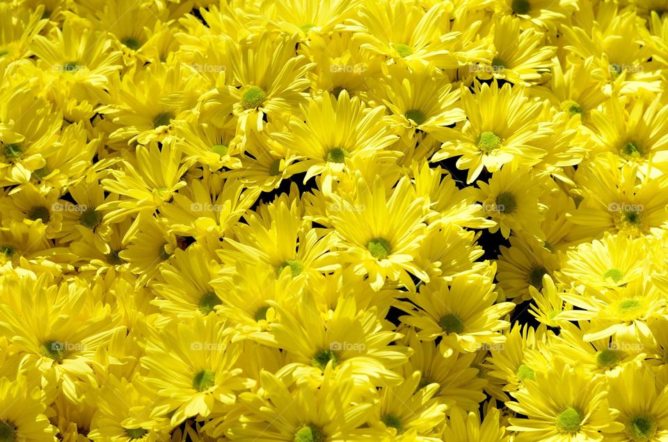 bright yellow flowers