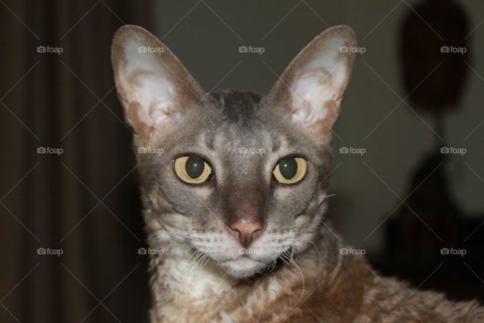 Chloé - Cornish Rex & BFF since '05