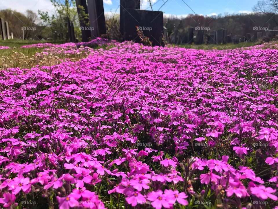 Flowers growing wild at the cemetery... 