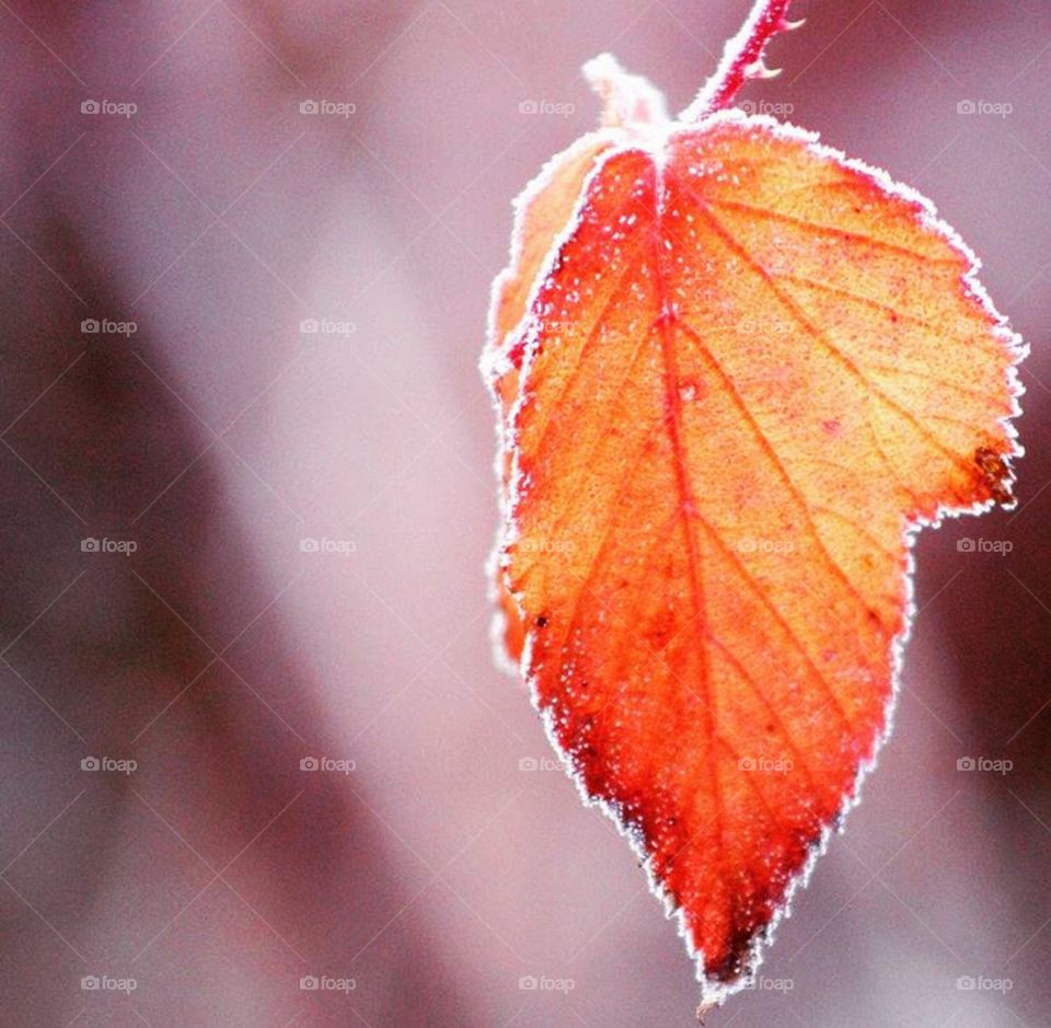 Close-up of winter leaf