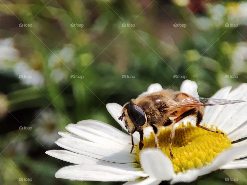 Honey bee collecting pollen
