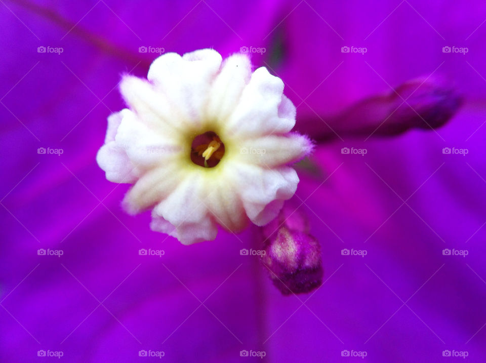 flower macro purple brazil by riksen