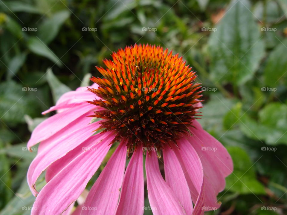 A closeup of the sharp details of a flower with pink petals and orange spikes coming from a cone in the middle. 