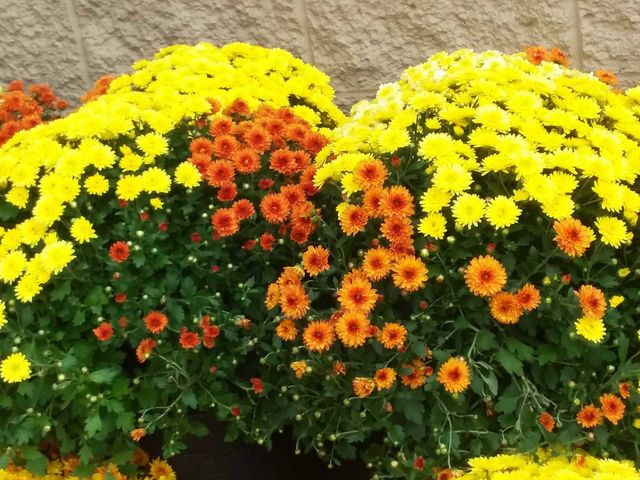 flowers yellow bright fall orange