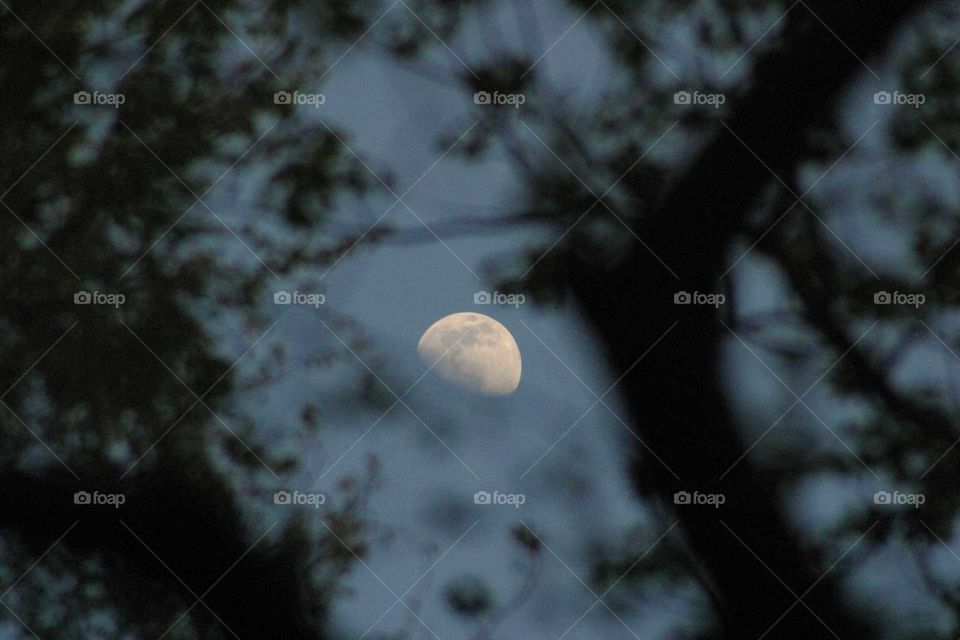 Moon through trees
