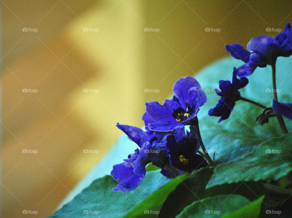 Macro shot violet flower