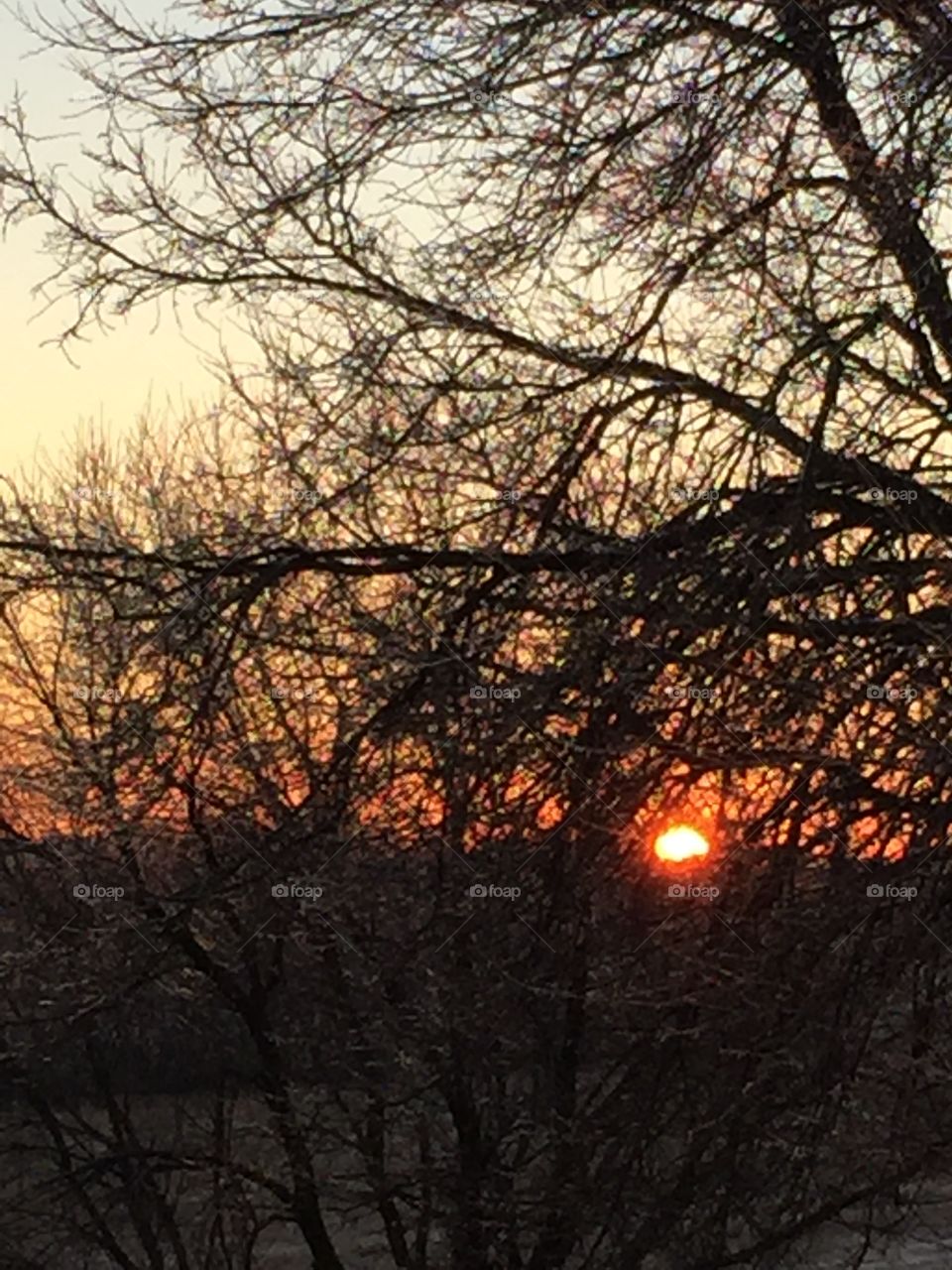 Orange Color Story - sunrise through a tangle of bare branches