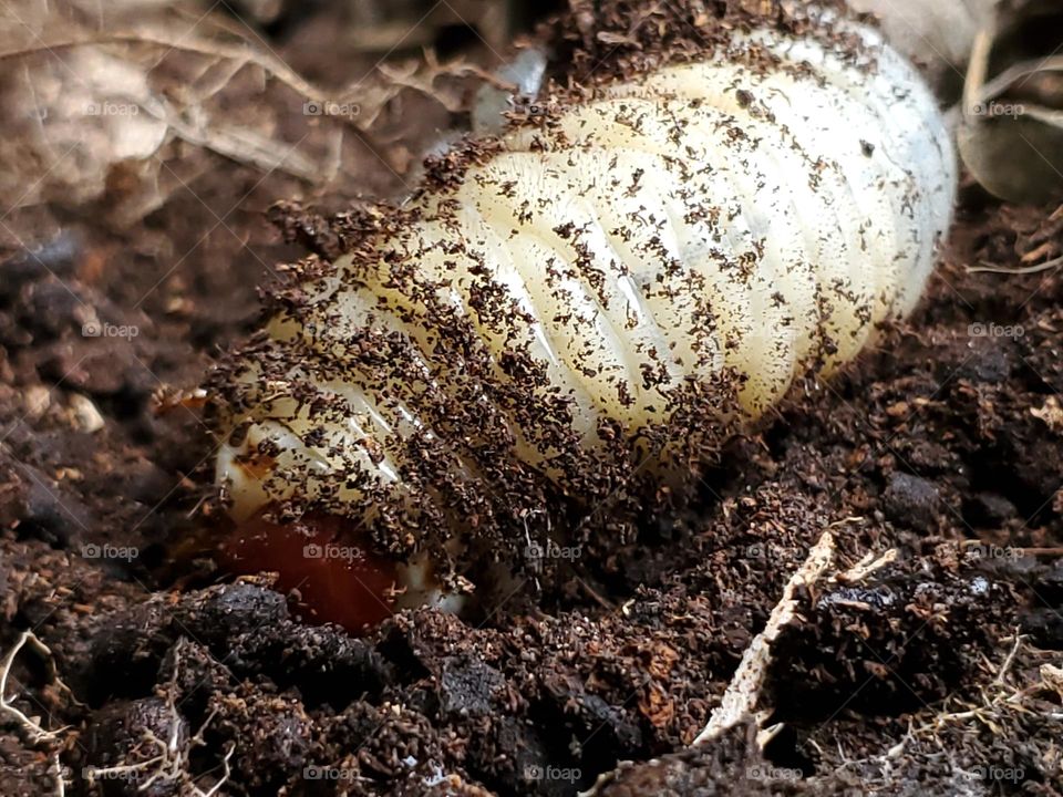 Ox beetle/Elephant beetle larvae.
They feed on the decaying wood, roots and leaves therefore, serving a vital role of recycling organic matter.