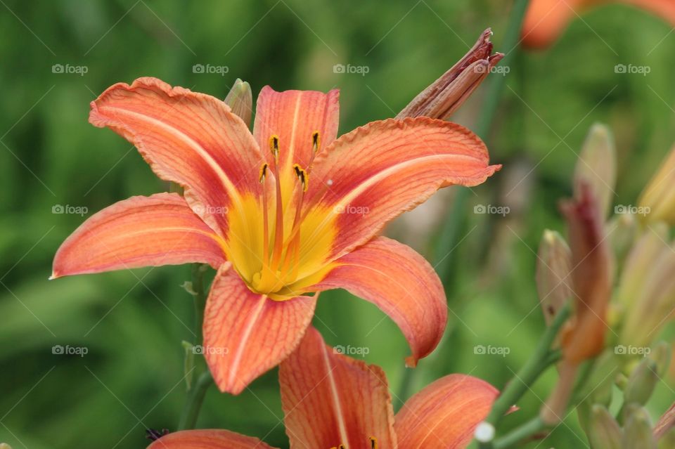 Day Lily