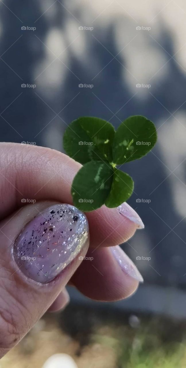 Four Leaf Clover