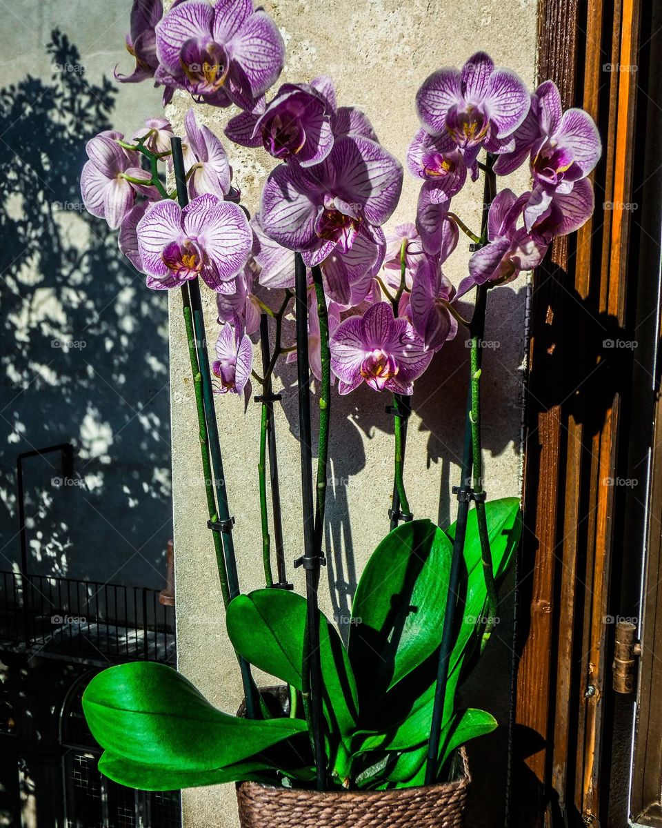 Purple flowers orchid view day outdoor outside street capture sunny travel Light reys trip form plant part shades shape beauty greens wild