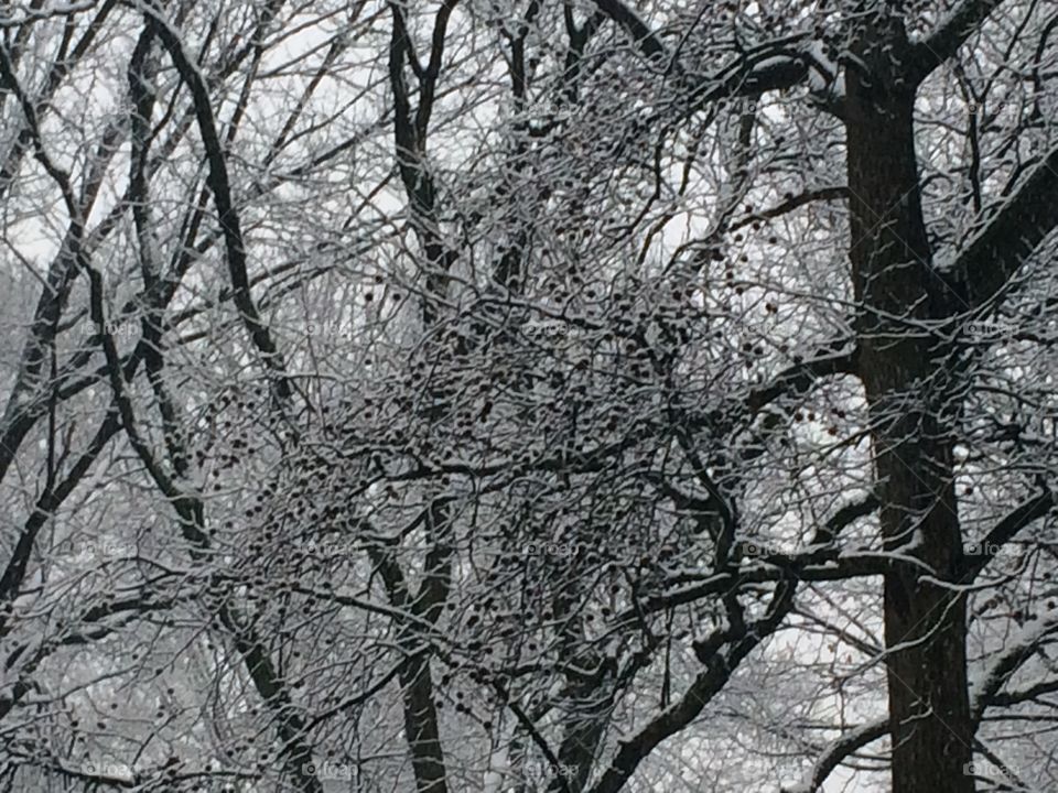 April Icestorm