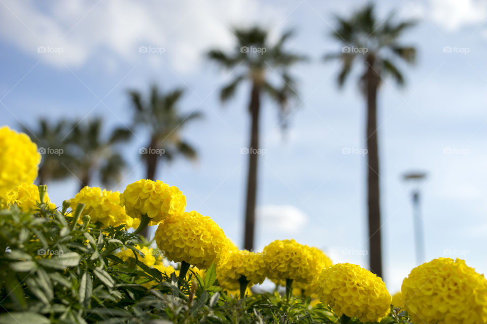 bottom view yellow flowers and palm trees