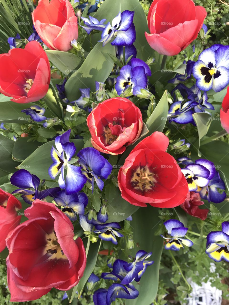 Red tulips and purple pansies 