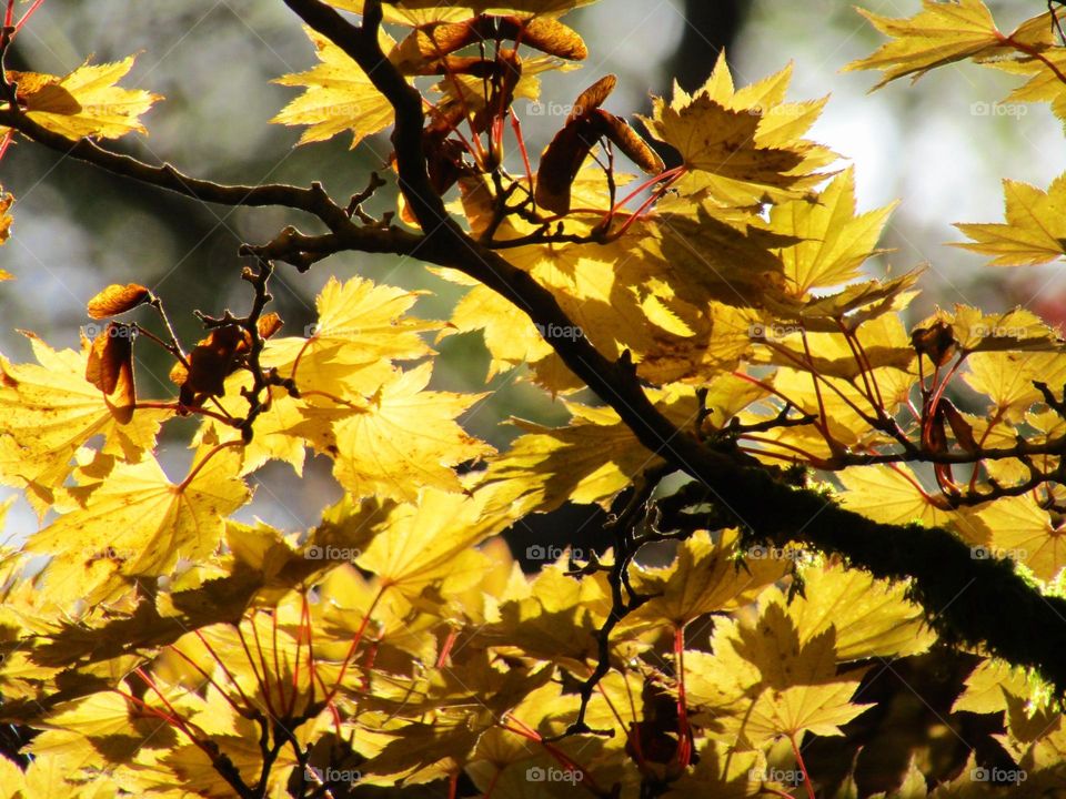 golden autumn leaves 🍂