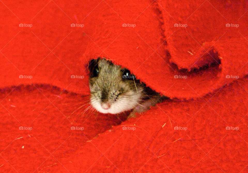 Hamster hiding under blanket