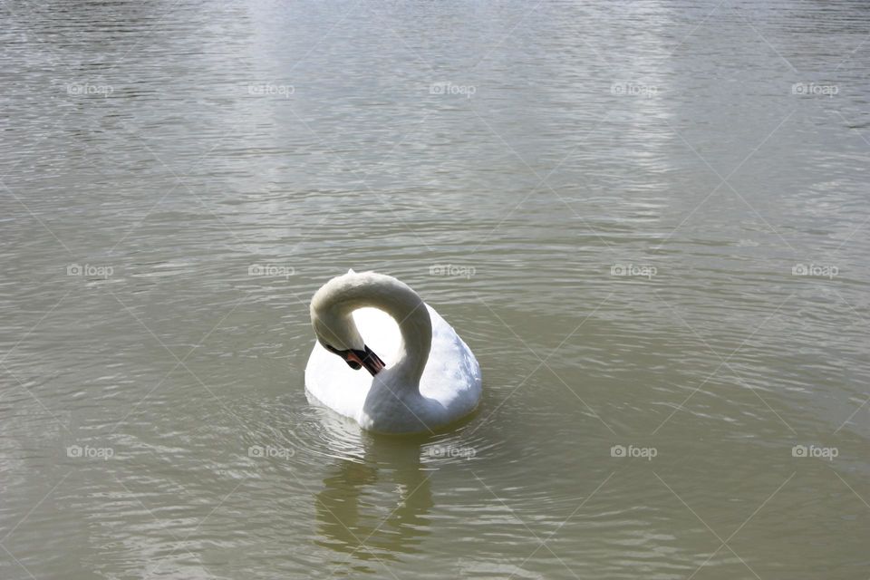 Swan