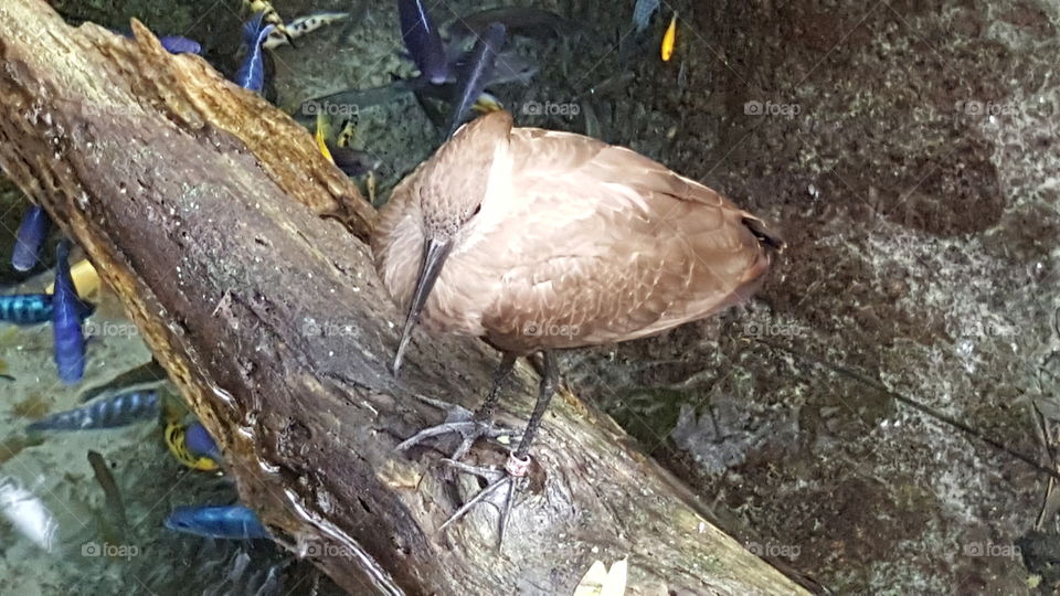 A beautifully feathered brown bird peers out over the water in search of his afternoon snack at Animal Kingdom at the Walt Disney World Resort in Orlando, Florida.