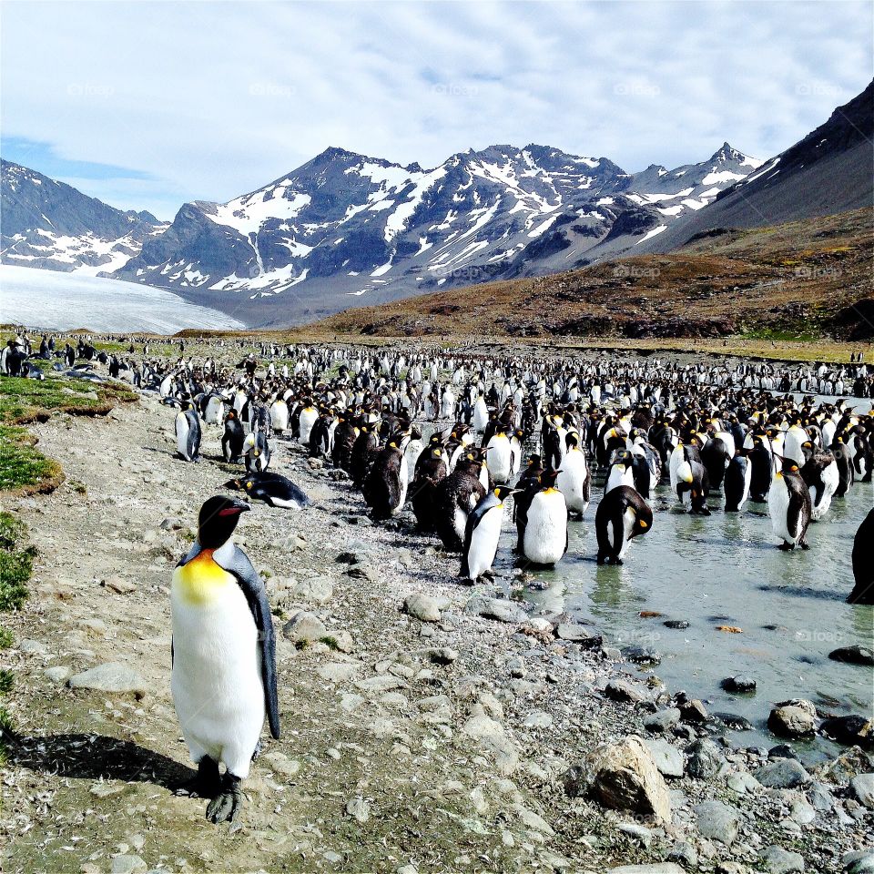 King penguins gather in a group on the island of South Georgia, Antarctica.