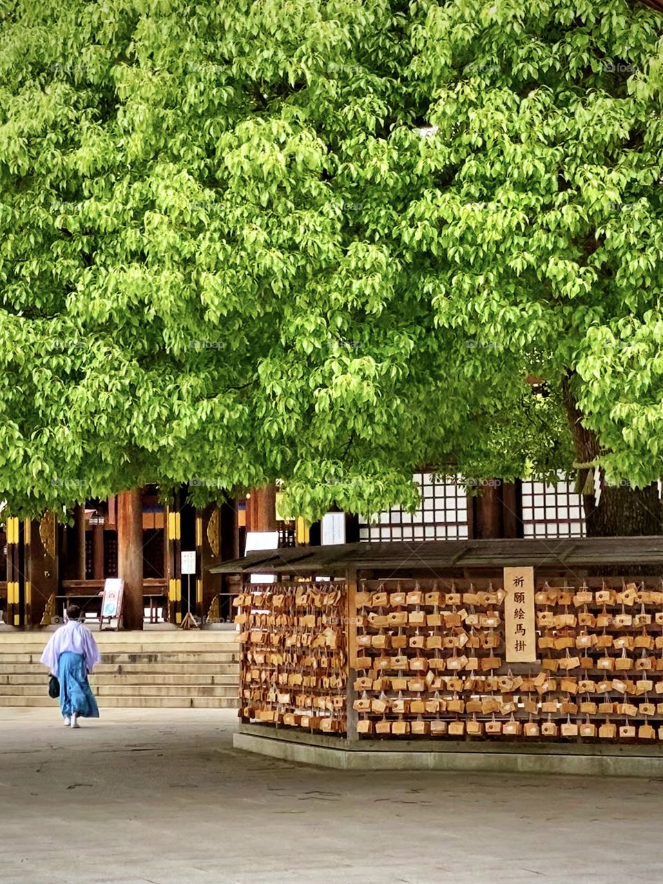 Shinto priest in light blue traditional clothing walking under huge bright green yew tree at Meiji Jingu shrine.