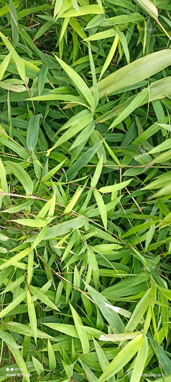 bamboo leaf
