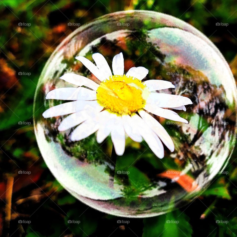 Miracle of spring.  Chamomile